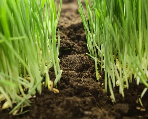 آشنایی با خواص هیومیک اسید