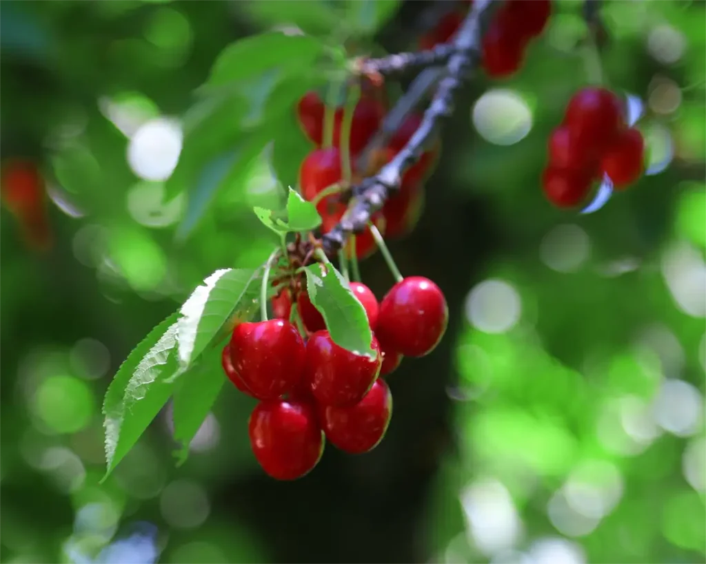تاثیر هیومیک اسید برای درختان میوه