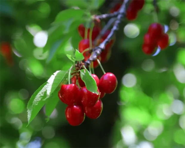 تاثیر هیومیک اسید برای درختان میوه