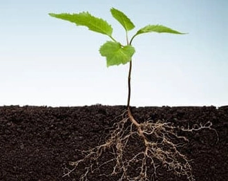 تشخیص برترین هیومیک اسید