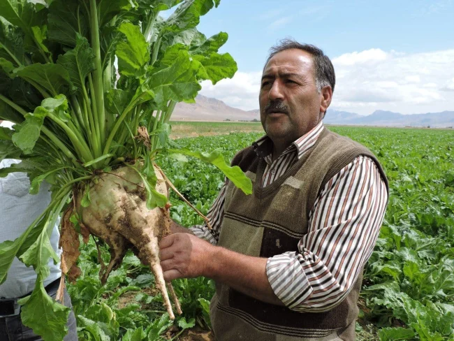 افزایش تناژ چغندر قند