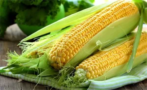 انواع مختلف ذرت