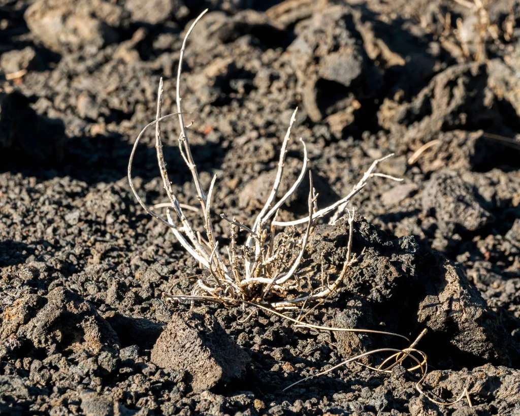 دلایل اصلی شوری خاک کشاورزی چیست؟