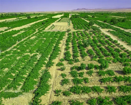 آموزش صفر تا صد کشت حبوبات