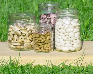 کود مخصوص حبوبات برای غلاف بندی بهتر