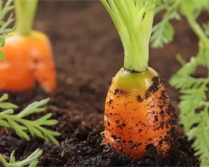 بررسی ریشه زایی در صیفی جات