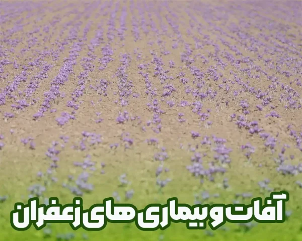 آفات و بیماری های زعفران و روش های مقابله با آن