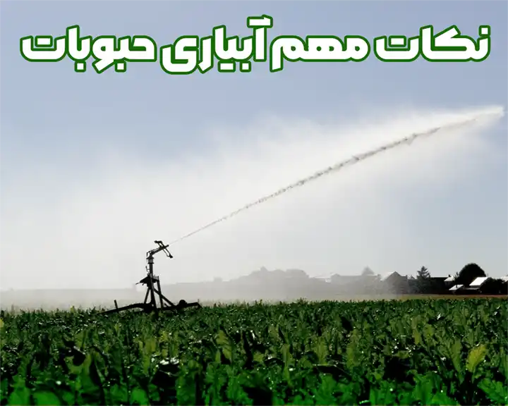 آبیاری حبوبات و نکات مربوط به آن