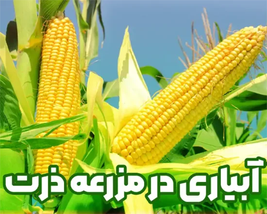 نحوه آبیاری در مزرعه ذرت