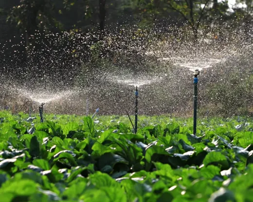 آبیاری در مزارع کشت چغندر قند
