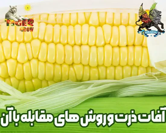 آفات و بیماری های ذرت و روش ها و راهکارهای مقابله با آن