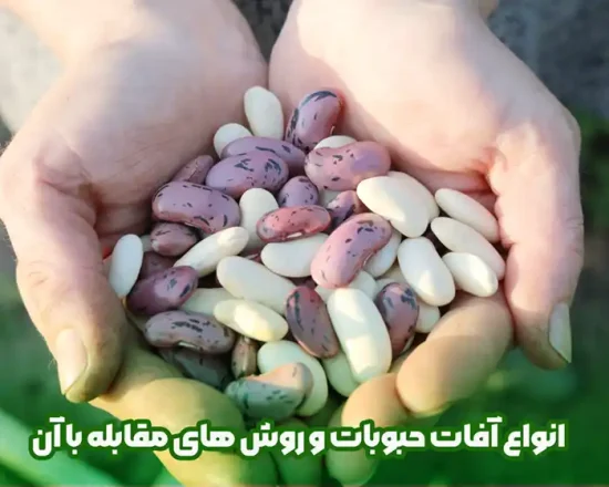 آفات حبوبات و روش های مقابله با آن