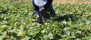 افزایش برداشت و سایز خیار سبز 