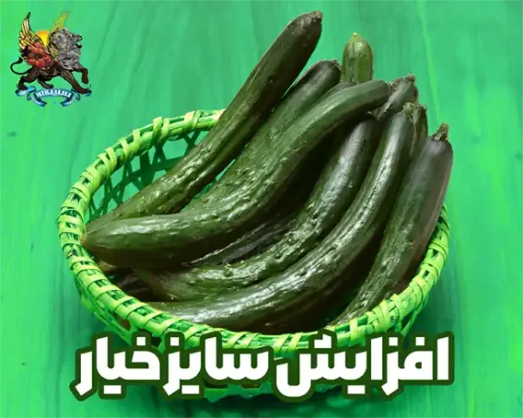 افزایش سایز و تناژ برداشت خیار سبز