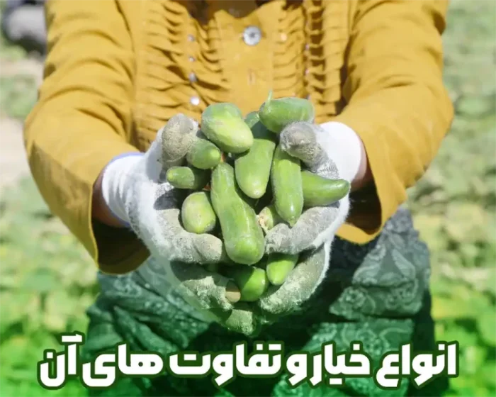 انواع و اراقام خیار و تفاوت های آن