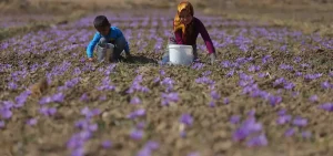 برداشت زعفران از مزارع زیر کشت زعفران