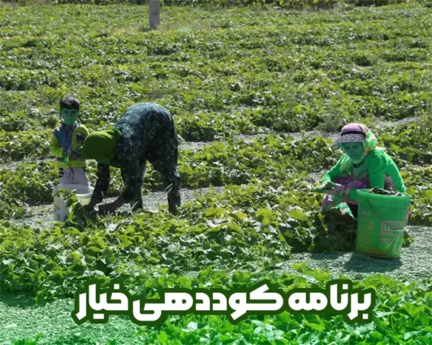 برنامه کوددهی خیار و افزایش رشد خیار