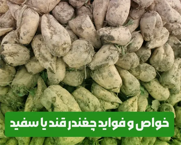 خواص و فواید چغندر قند یا چغندر سفید برای سلامت بدن انسان