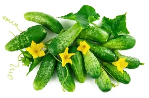 کاشت خیار در گلخانه و فضای باز