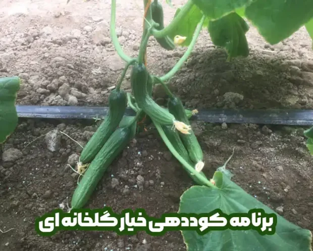 برنامه کوددهی خیار گلخانه ای