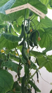 برنامه کوددهی خیار برای گلخانه ها