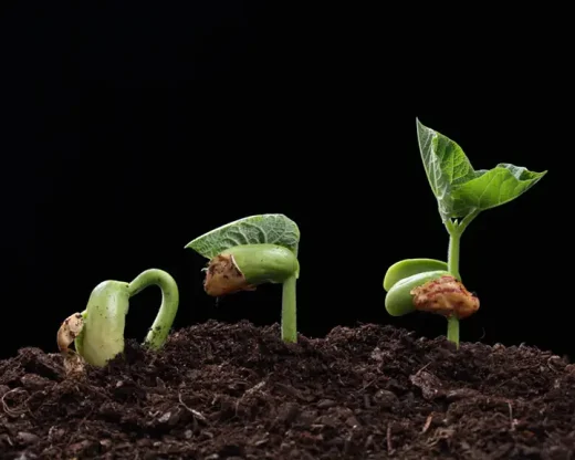 غلاف بندی و دانه بندی و گلدهی حبوبات