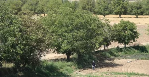 گیاهان و درختان میوه در برابر شوری خاک