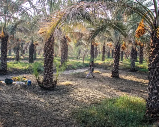 گیاهان مقاوم به شوری خاک ، حساس به شوری خاک و شور پسند