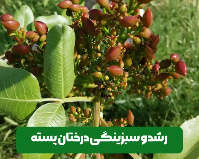 عوامل موثر بر رشد و سبزینگی و رشد رویشی و زایشی درخت پسته