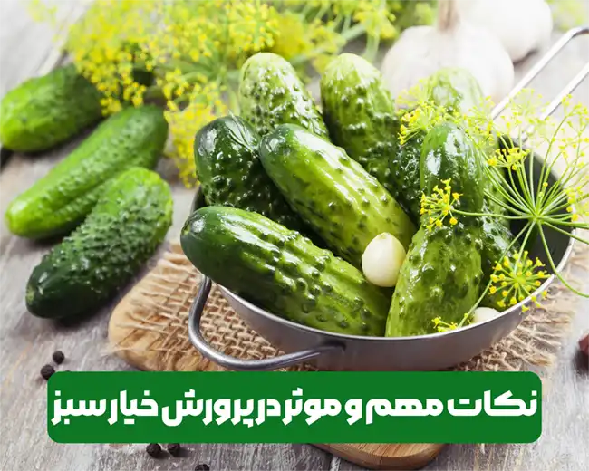 نکات ضروری و اساسی برای رشد و پرورش خیار