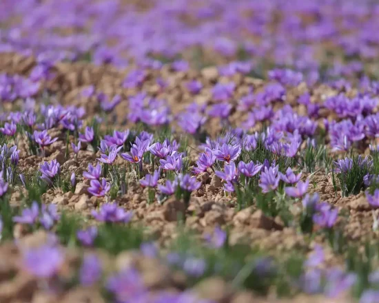 زمین کشاورزی برای کشت یا کاشت زعفران