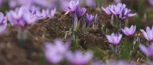 تاثیر زعفران بر سلامتی بدن انسان