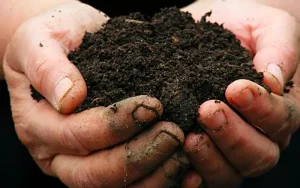 تاثیر هیومیک اسید بر شوری خاک 