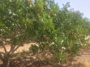 هیومیک اسید برای مزرعه و باغ پسته