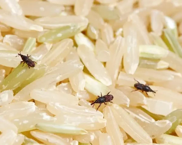 بهترین روش نگهداری برنج در خانه