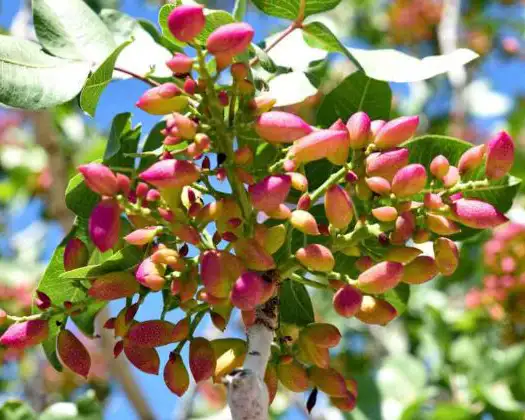 هیومیک اسید برای مزرعه و باغات پسته