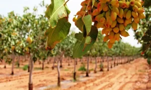 کاشت پسته در زمین کشاورزی