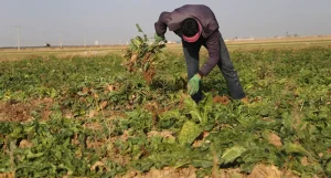 آبیاری و برداشت چغندر قند 