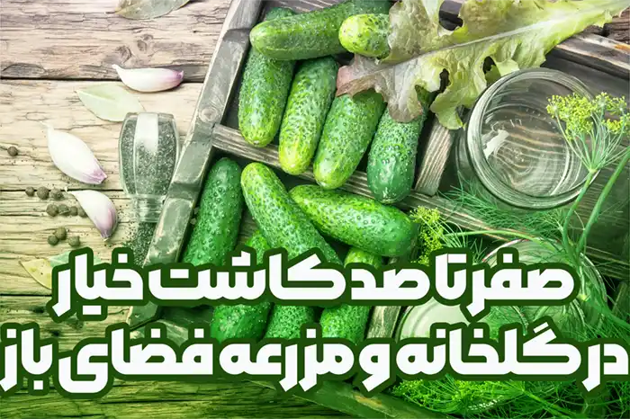 کلیه ی مراحل کاشت خیار در مزرعه
