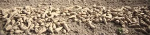 کشت نشای چغندر قند و فواید آن