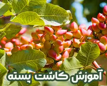 کاشت نهال پسته و پسته کاری