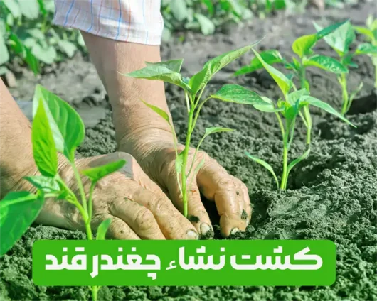 کاشت نشاء چغندر قند یا چغندر سفید و فواید آن