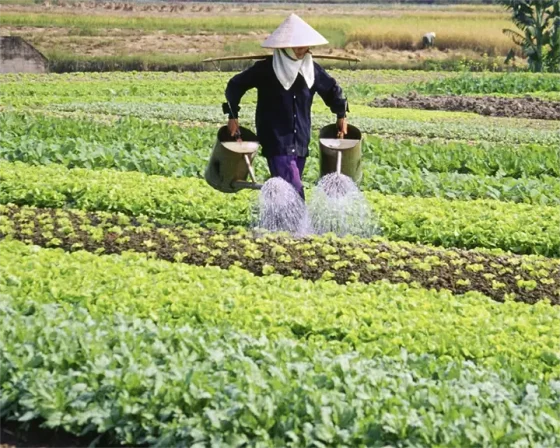 برنامه کوددهی حبوبات