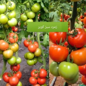 افزایش سایز و وزن گوجه فرنگی در گلخانه ها و مزارع فضای باز