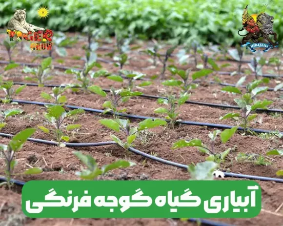 مقدار ، دوره و میزان و نحوه آبیاری گوجه فرنگی
