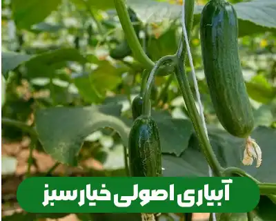 عوامل موثر بر آبیاری خیار سبز