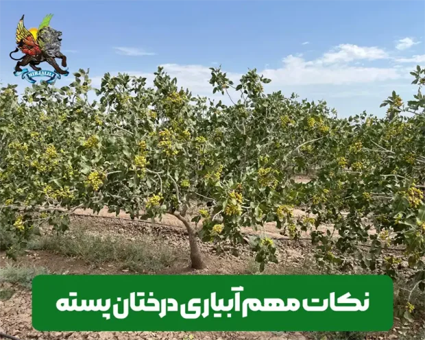دوره و مدت و مقدار آبیاری مورد نیاز برای درختان پسته