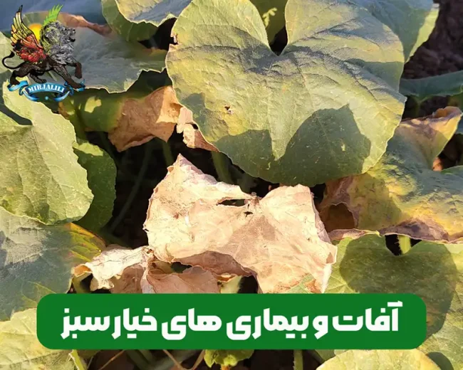 علائم و نشانه های بیماری و آفات خیار سبز