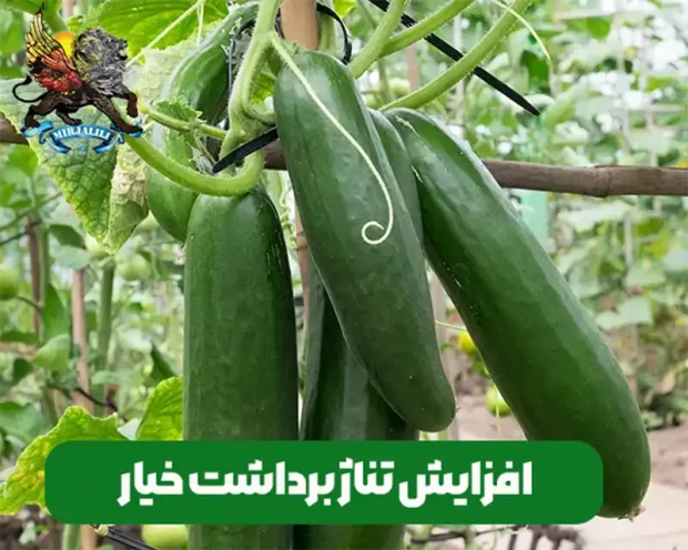 افزایش سایز و تناژ برداشت خیار سبز در گلخانه خیار