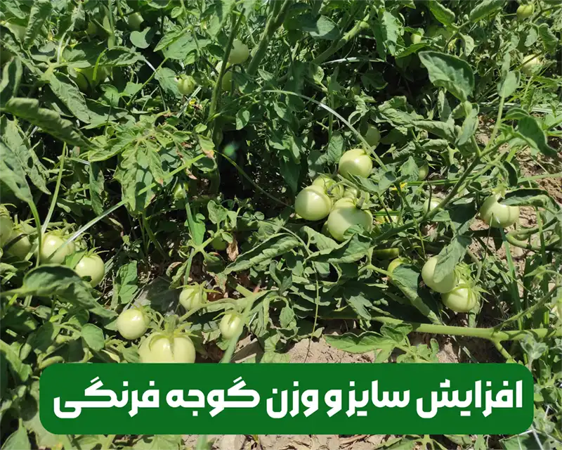 افزایش سایز و وزن گوجه فرنگی با کوددهی و رعایت مدیریت مزرعه